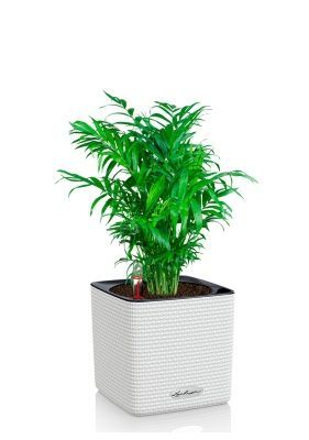 Хамедорея Элеганс 14/50 см в CUBE COLOR 16, белый Хамедорея Элеганс 14/50 см в CUBE COLOR 16, белый