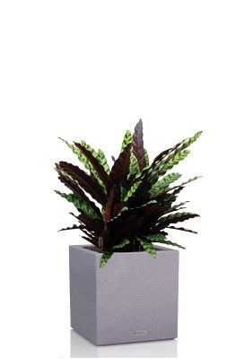 Калатея Лансифолия 30/80 см в CANTO STONE LOW 40, серый камень