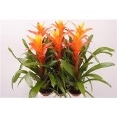 Гузмания Variada d9 см h30 см