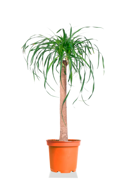 Нолина на стволе 27/100 см