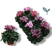 Цикламен Fuji Mix d10.5 см h20 см Цикламен Fuji Mix d10.5 см h20 см