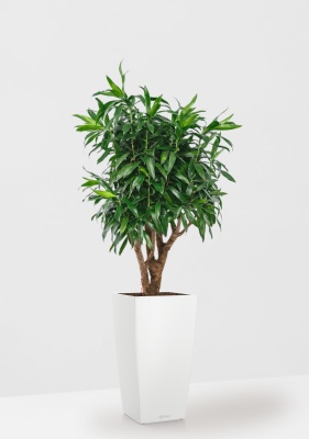 Драцена Песнь Ямайке 27/90 см в CUBICO COLOR 30