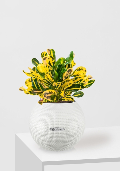 Кротон Еллоу 12/30 см в PURO 20 Кротон Еллоу 12/30 см в PURO 20