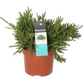 Рипсалис Эвальдиана d10.5 см h15 см тип 2