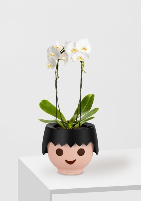 Орхидея Фаленопсис белая каскад 12/50 см в OJO