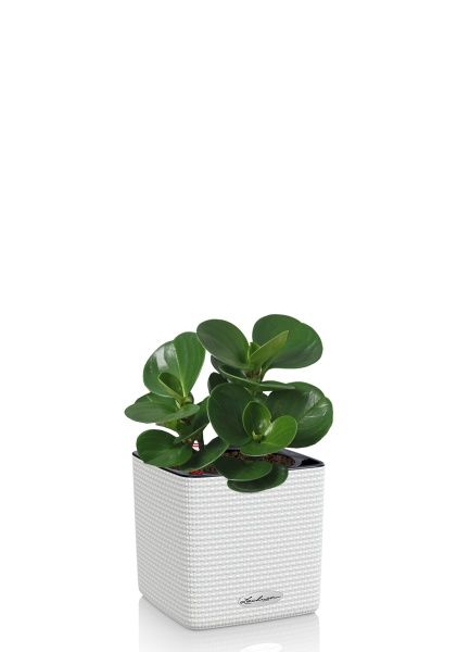 Пеперомия Грин в CUBE COLOR 14 Пеперомия Грин в CUBE COLOR 14