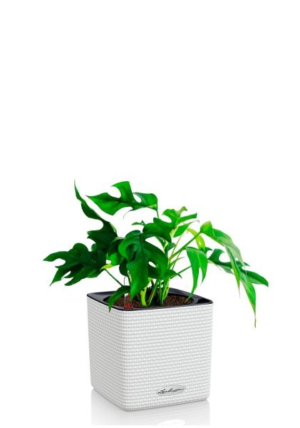 Монстера Рафидофора Минима 12/20 см в CUBE COLOR 14