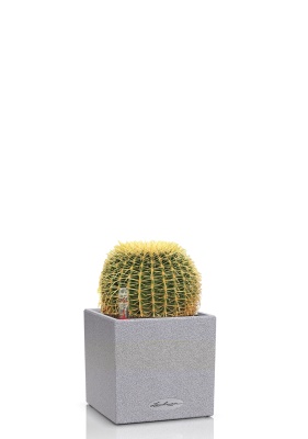 Эхинокактус Грузони 7/8 см в CANTO STONE 14 Эхинокактус Грузони 7/8 см в CANTO STONE 14