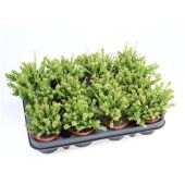 Рипсалис мезиамбрентеновый d8.5 см h12.5 см