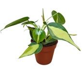 Филодендрон Сканденс Бразил d9 см h15 см Филодендрон Сканденс Бразил d9 см h15 см