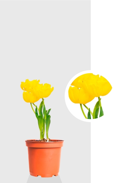 Тюльпан 7/15 см Тюльпан 7/15 см