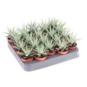 Хавортия фасциата Биг Бэнд d5.5 см h10 см