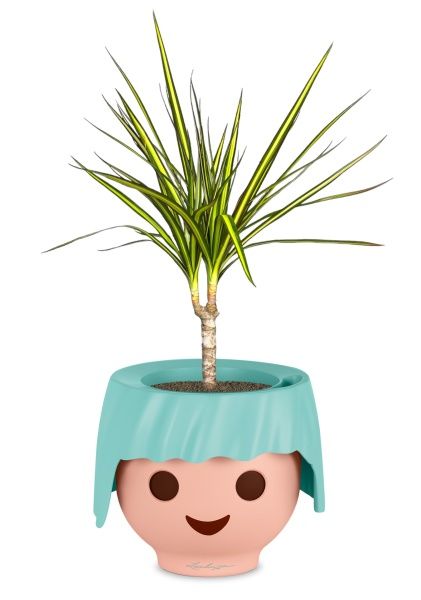 Драцена Маргината Санрей 12/40 см в OJO