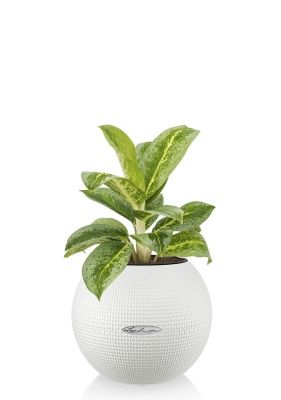 Аглаонема Лемон Минт в PURO 20, белый