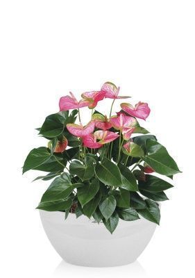 Антуриум розовый CUBETO COLOR 30/45 см Песочный белый Антуриум розовый CUBETO COLOR 30/45 см Песочный белый