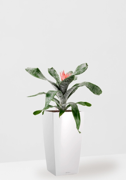 Эхмея 17/50 см в CUBICO 22 Эхмея 17/50 см в CUBICO 22