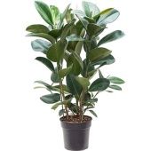 Фикус Эластика Робуста 3 ствола d30 см h120 см тип 2