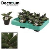 Сансевиерия Самурай d6 см h14 см тип 2