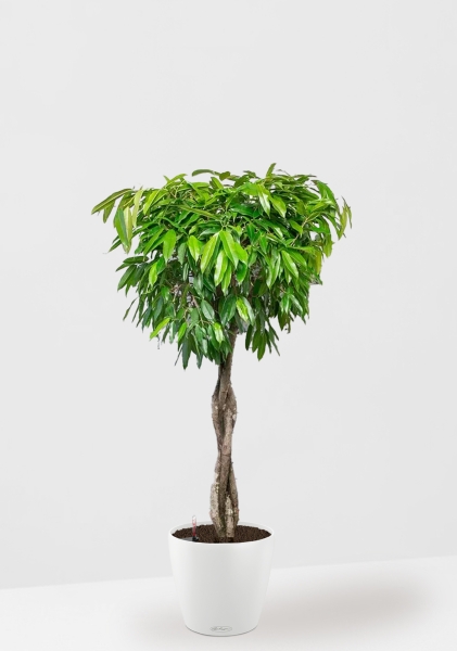 Фикус Амстел Кинг переплетенный 35/160 см в CLASSICO COLOR 43