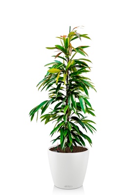 Фикус Биннендийка Амстел Кинг 21/90 см см в CLASSICO COLOR 28