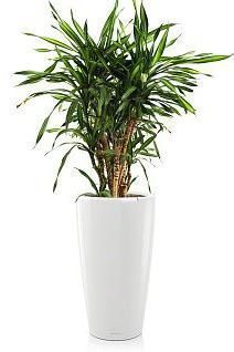 Драцена Рики RONDO 40/170 см, белый блестящий Драцена Рики RONDO 40/170 см, белый блестящий