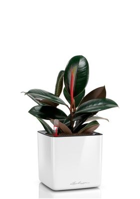 Фикус Эластика Бургунди CUBE GLOSSY 16, белый блестящий