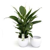 Спатифиллум Бинго Купидо 4+ цветов d20 см h70 см