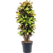Кротон Кодиеум Миссис Айстон бранч d30 см h145 см
