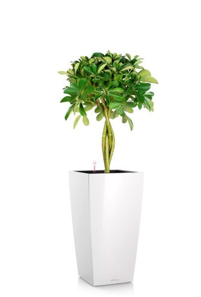 Шеффлера Нора 21/75 см в CUBICO 30