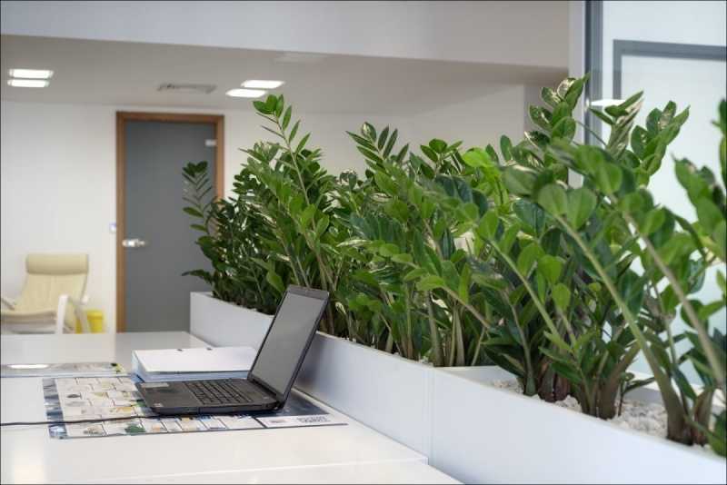 10 неприхотливых растений для офиса