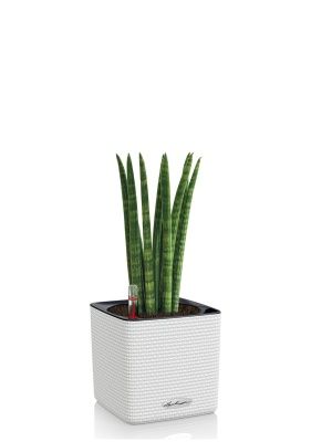 Сансевиерия Цилиндрика в CUBE COLOR 14, белый Сансевиерия Цилиндрика в CUBE COLOR 14, белый
