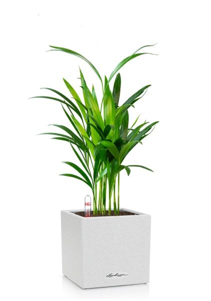 Хризалидокарпус в CANTO STONE 14 Хризалидокарпус в CANTO STONE 14