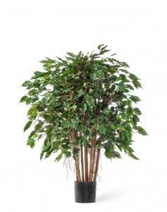 Фикус Бенджамина карликовый многоствольный