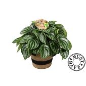 Пеперомия Argyreia Watermelon In Basket d17 см h32 см