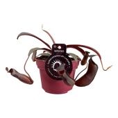 Непентес Rebecca Soper d12 см h17.5 см