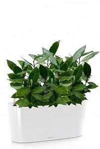 Лавр в DELTA 20