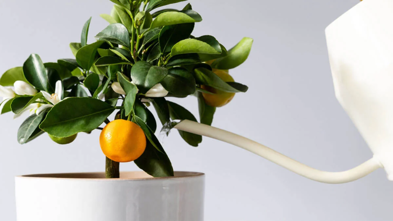 Каламондин: цитрус, который можно вырастить дома и в офисе