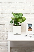 Калатея Орбифолия 15/50 см в LAMELA ARIA 180 ECO coffee jumper