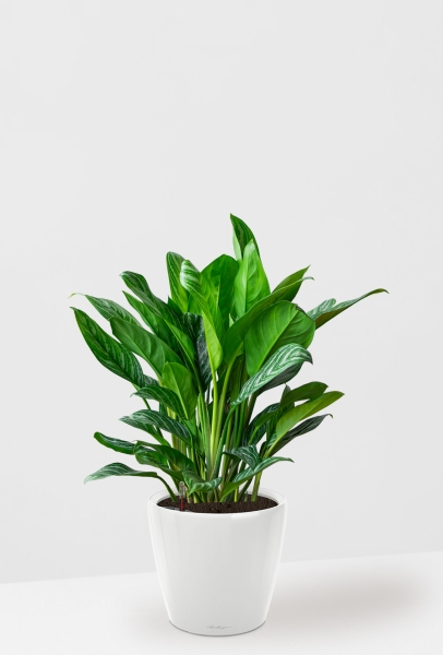 Аглаонема Страйп в CLASSICO LS 35