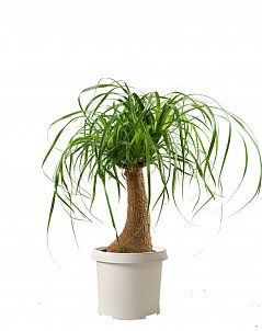 Нолина на стволе 17/50 см