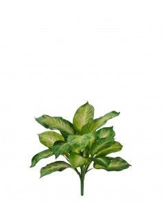 Диффенбахия золотая куст