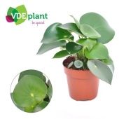 Пеперомия Raindrop d12 см h20 см