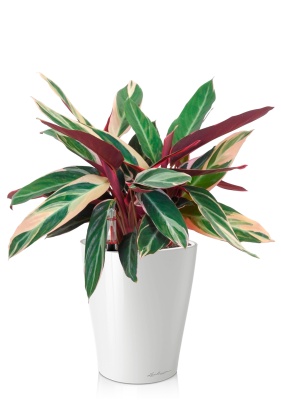 Строманта 12/40 см в DELTINI 14, белый блестящий