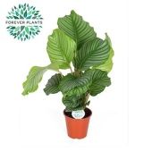 Калатея Орбифолия d17 см h50 см