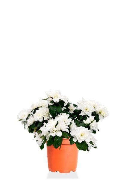 Азалия индика белая 12/25 см