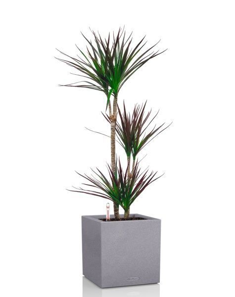 Драцена Маргината Маджента 3 ствола 21/110 см в CANTO STONE LOW 30 Драцена Маргината Маджента 3 ствола 21/110 см в CANTO STONE LOW 30