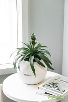 Ананас 12/40 см в CUBE GLOSSY 14