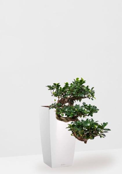 Фикус Микрокарпа Гинсенг каскад 30/70 см в CUBICO 30