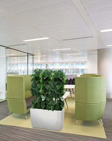 Филодендрон Сканденс в CARARO 75