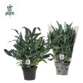 Флебодиум Блю Ферн d14 см h40 см тип 2